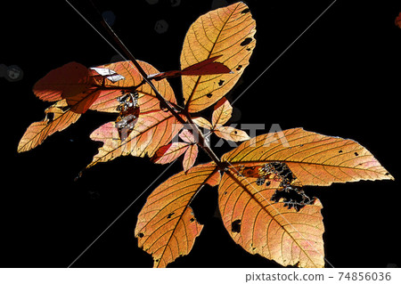 Higashiyama Zoo and Botanical Garden Higashiyama Zoo and Botanical Garden 74856036