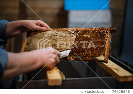 An elderly beekeeper works with frames for honey. Manual labor in the apiary. An elderly beekeeper works with frames for honey. Manual labor in the apiary. 74856248