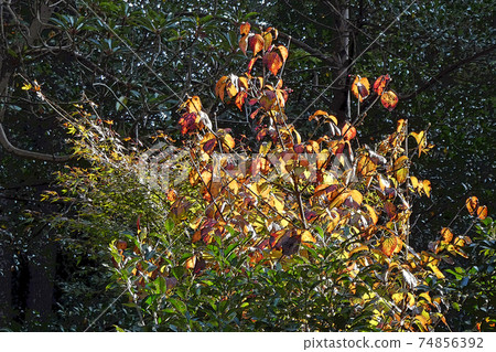 Higashiyama Zoo and Botanical Garden 74856392