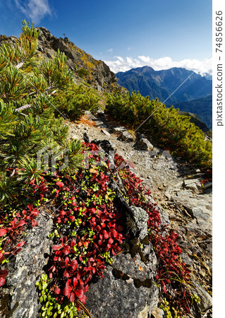Autumn leaves of Urashimatsutsuji on the summit of Mt. Shiomi in the Southern Alps and Mt. Arakawa Autumn leaves of Urashimatsutsuji on the summit of Mt. Shiomi in the Southern Alps and Mt. Arakawa 74856626