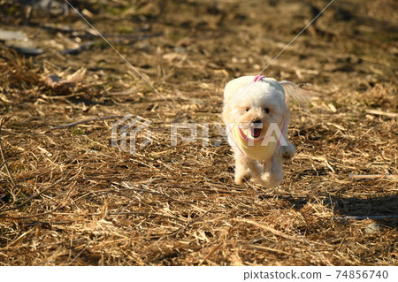 Take a walk on the riverbed Maltipoo Take a walk on the riverbed Maltipoo 74856740