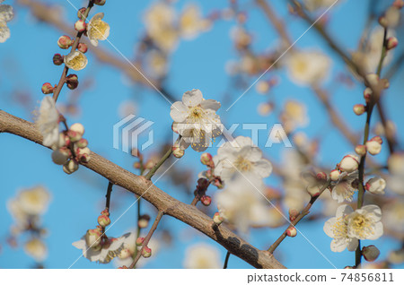 Plum blossoms that have begun to bloom under the blue sky b-2 film style 74856811