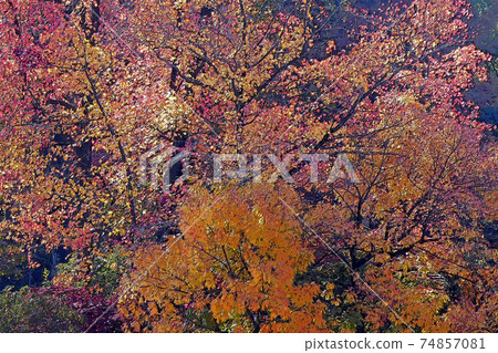 Higashiyama Zoo and Botanical Garden 74857081