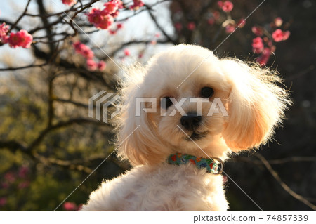 梅花和maltipoo 74857339