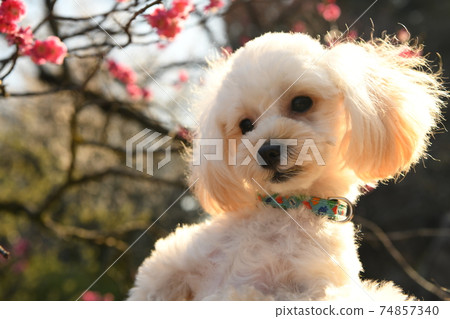 梅花和maltipoo 74857340