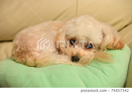 Pensive Malpu 74857342