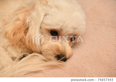 Pensive Malpu Pensive Malpu 74857343