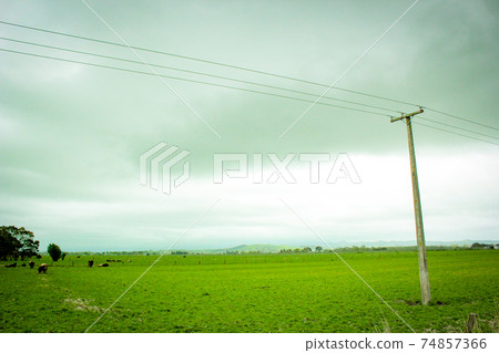 New Zealand magnificent landscape grazing 74857366