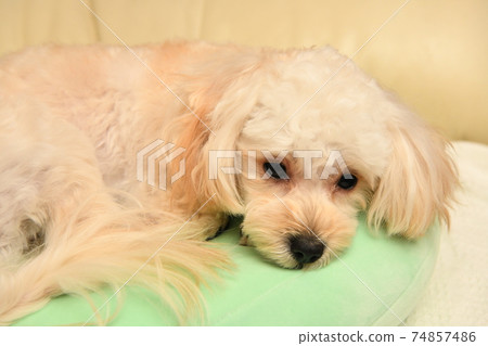 沉思馬爾普 74857486