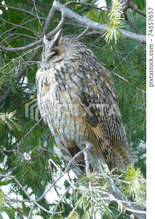 Long-eared owl that appeared in the city (botanical park) Long-eared owl that appeared in the city (botanical park) 74857657