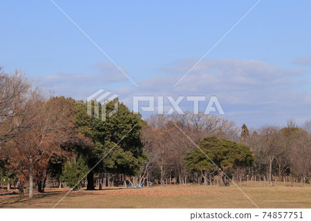 Winter trees in Tsurumi Ryokuchi Park Winter trees in Tsurumi Ryokuchi Park 74857751