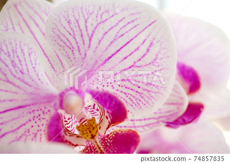 蛾蘭花 蛾蘭花 74857835