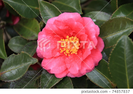 Sasanqua that blooms beautifully and shines on the green leaves 74857837