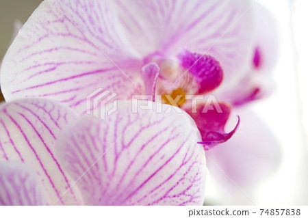 Moth orchids 74857838
