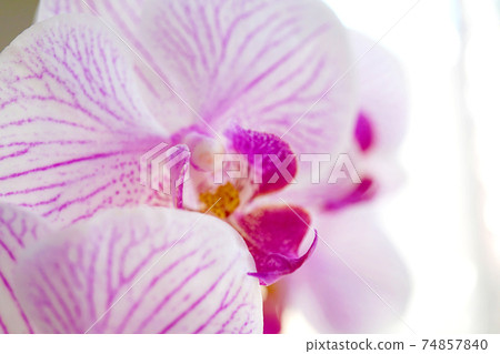 Moth orchids 74857840