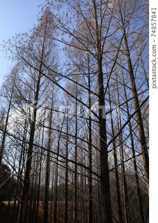 一排引人入勝的水杉樹木即使在冬天枯萎也能平靜地升起 一排引人入勝的水杉樹木即使在冬天枯萎也能平靜地升起 74857841