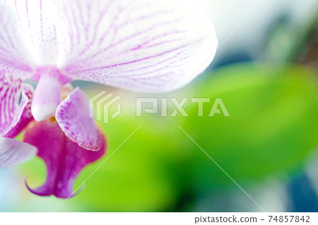 Moth orchids Moth orchids 74857842