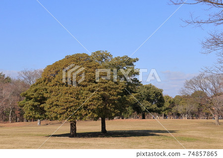 鶴見綠地公園的冬季樹木 鶴見綠地公園的冬季樹木 74857865