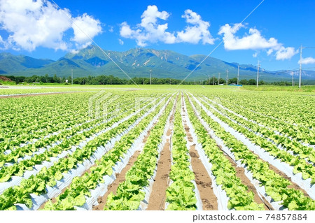 Lettuce field and Yatsugatake in Nobeyama plateau Lettuce field and Yatsugatake in Nobeyama plateau 74857884