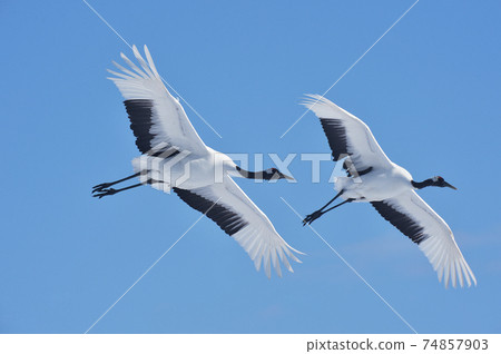 Two Japanese cranes flying in the blue sky (Tsurui, Hokkaido) Two Japanese cranes flying in the blue sky (Tsurui, Hokkaido) 74857903