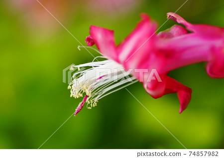 Flowers 74857982