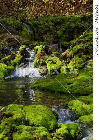Chatsubomi moss that grows naturally on the water's edge Chatsubomi moss that grows naturally on the water's edge 74858051