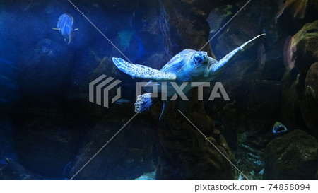 Green Sea Turtle in the town Oceanarium. Green Sea Turtle in the town Oceanarium. 74858094