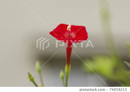 The crimson flowers of Cypress vine (Cypress vine) are vivid 74858213