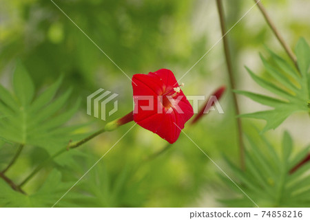 The crimson flowers of Cypress vine (Cypress vine) are vivid 74858216