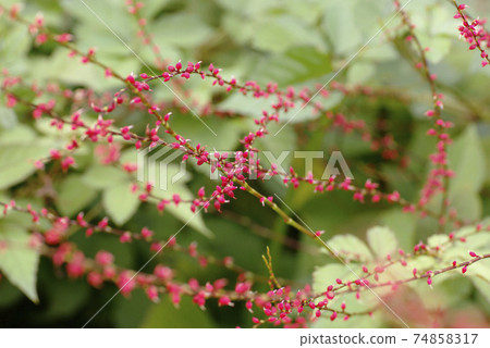 The small florets on the elongated stems of Mizuhiki are so cute The small florets on the elongated stems of Mizuhiki are so cute 74858317