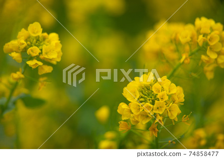 強姦開花軟焦點 74858477