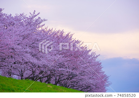 Cherry blossom trees in full bloom 74858520