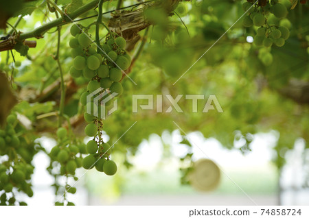 葡萄 74858724