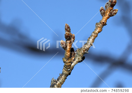 Bud of Yoshino cherry tree Bud of Yoshino cherry tree 74859298