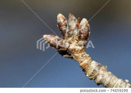 Bud of Yoshino cherry tree Bud of Yoshino cherry tree 74859299