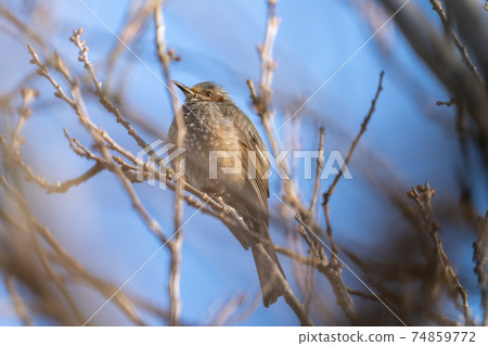 櫻桃樹和鱗莖（鱗莖） 74859772