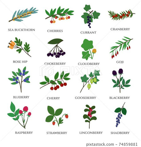 Big set of various doodle berries. Hand drawing. 74859881