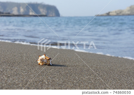 Seashell at the beach 74860030