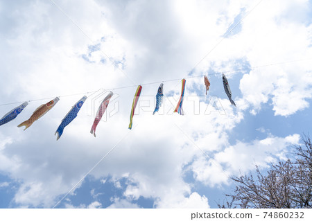 岩田大田的櫻花和鯉魚飄帶 岩田大田的櫻花和鯉魚飄帶 74860232