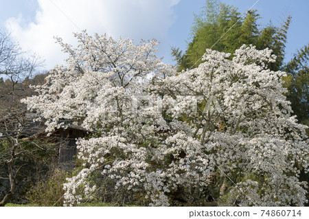 Ouda Kitamukai Jizo Sakura 74860714