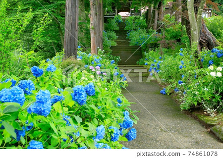 Hydrangea blooming Kogenin 74861078