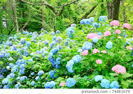 Hydrangea at Taneguji 74861079