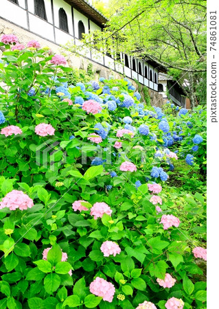 Hydrangea at Taneguji 74861081