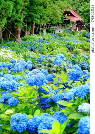 Hydrangea blooming Kogenin 74861082
