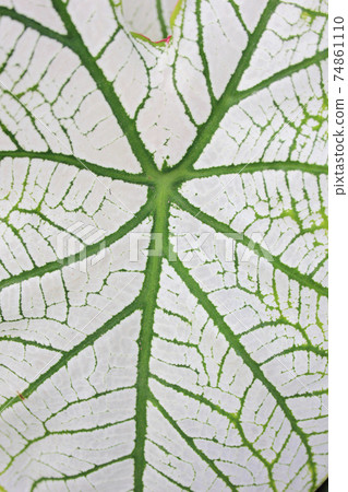 Leaf of tropical 'Caladium Candidum White Christmas' houseplant or garden plant with white leaves and green Leaf of tropical 'Caladium Candidum White Christmas' houseplant or garden plant with white leaves and green 74861110