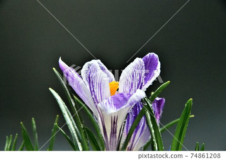 Crocus 74861208