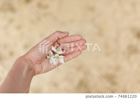 spring bloom: white apple blossom in hand. spring bloom: white apple blossom in hand. 74861220