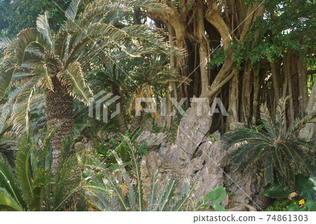Cycads and banyan trees in Daisekirinzan, Kunigami Village, Okinawa Prefecture 74861303