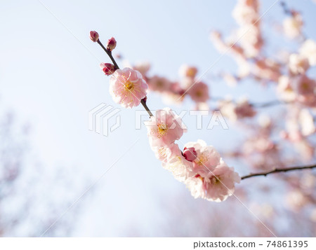 Pink plum blossoms 74861395
