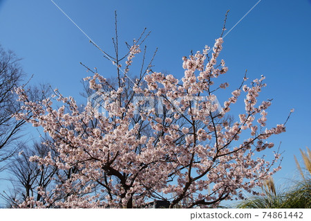 Tarunawa-zakura Prunus x yedoensis 'Tamanawa-zakura' Tarunawa-zakura Prunus x yedoensis 'Tamanawa-zakura' 74861442